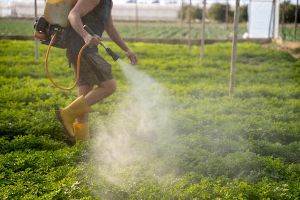 Best Ant Control Services  in White Hall, AR