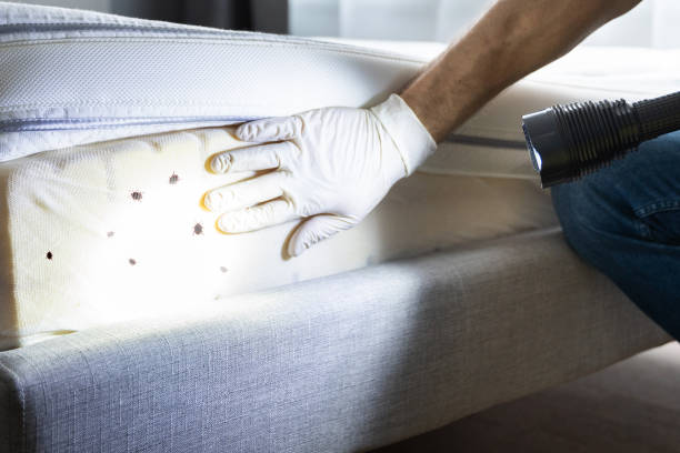 Best Rat Extermination Near Me  in White Hall, AR