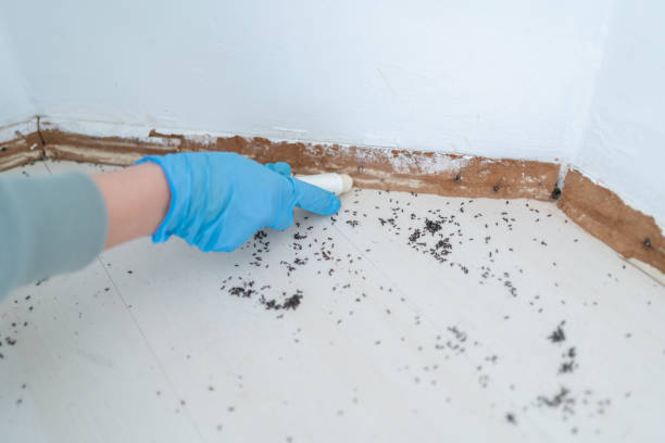 Best Flea Control Services  in White Hall, AR